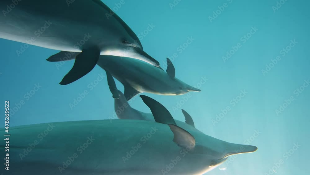 Dolphins playing in the blue water of Red sea. Underwater shot of wild dolphin taking breath. Aquatic marine animals in their natural habitat. Closeup of friendly bottlenose. Wildlife nature