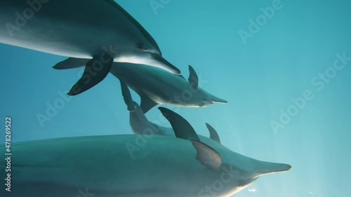 Dolphins playing in the blue water of Red sea. Underwater shot of wild dolphin taking breath. Aquatic marine animals in their natural habitat. Closeup of friendly bottlenose. Wildlife nature