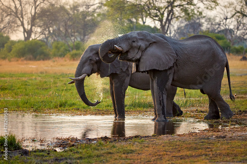 Portrait of two African elephants  Loxodonta  drinking from a river  water falling from its mouth. Scenes from the African wilderness around the Khwai River  Okavango Delta  safari in Botswana.