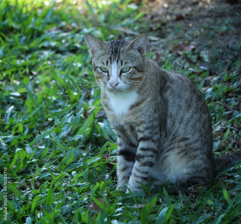 grey cat in the grass grey cat in the grass