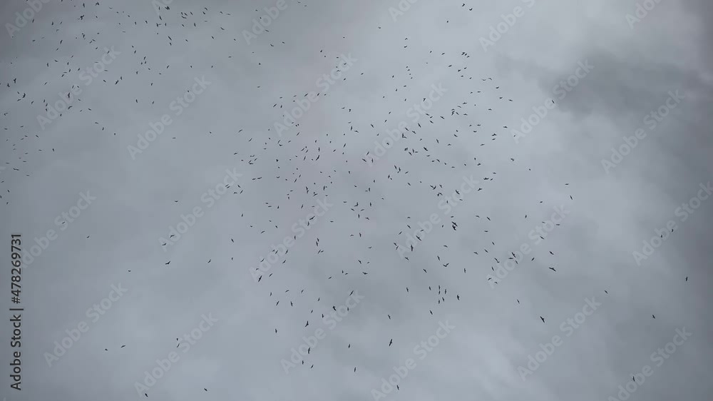 Flock of birds randomly flying in the sky. Group of seagulls flying in circles in a cloudy grey sky Flock of birds randomly flying in the sky. Group of seagulls flying in circles in a cloudy grey sky