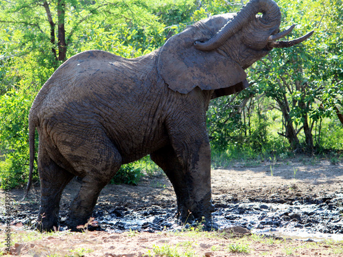 African Elephant  genus Loxodonta  roaming in the jungle     pix SShukla 