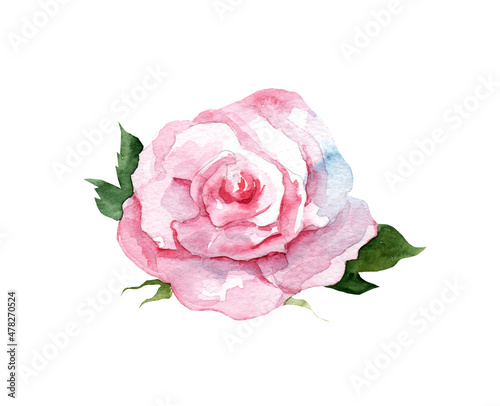 Watercolor illustration of a pink rose with leaves on a white background. Hand drawing botany. Flowers for the holiday. 8 march, mother's day, wedding