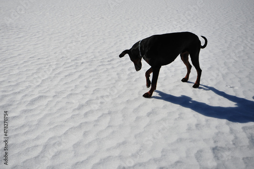 Black doberman dog listening to sounds under the ice of a frozen lake. Simplistic image of canine on snow and ice. Horizontal photo with copy space to the left.