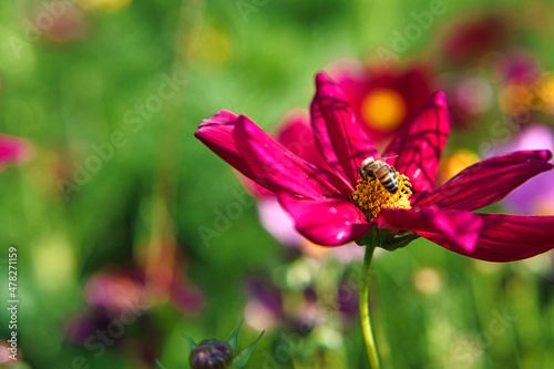 Red flower with beautiful petals individually depicted on a flower meadow.