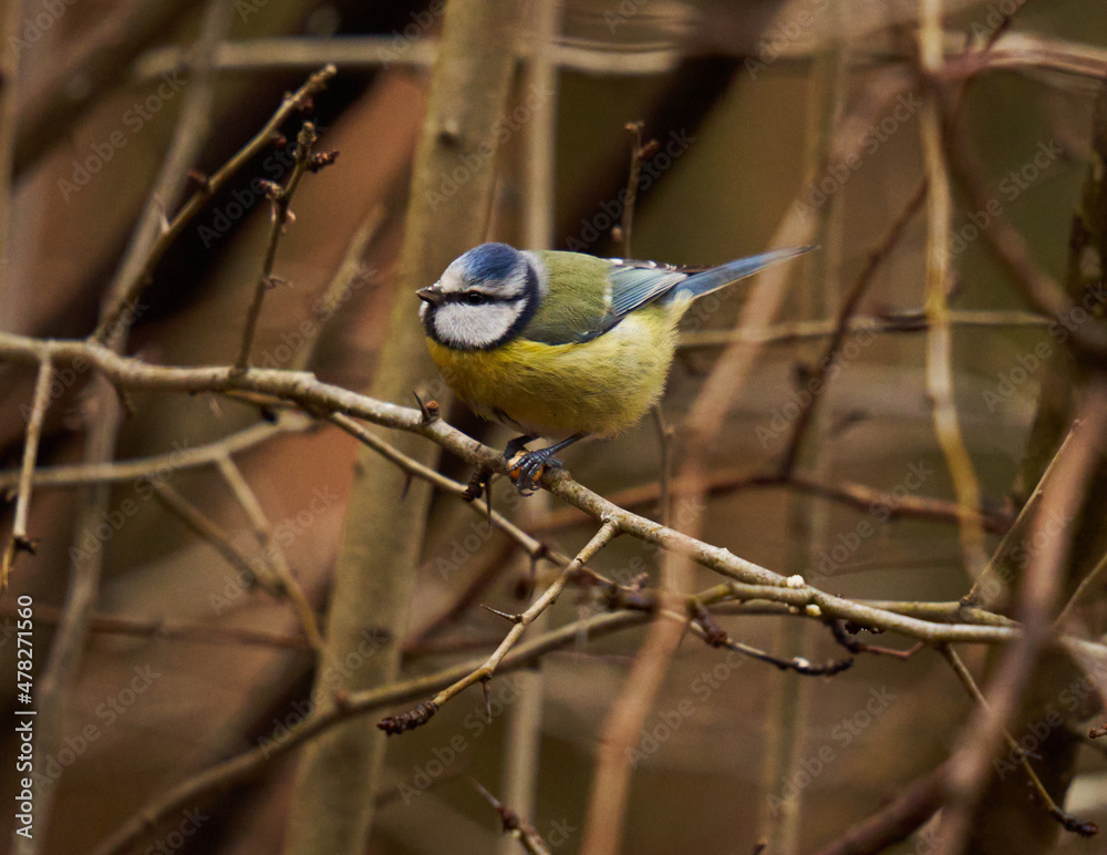 Fototapeta premium Blue tit in the forest