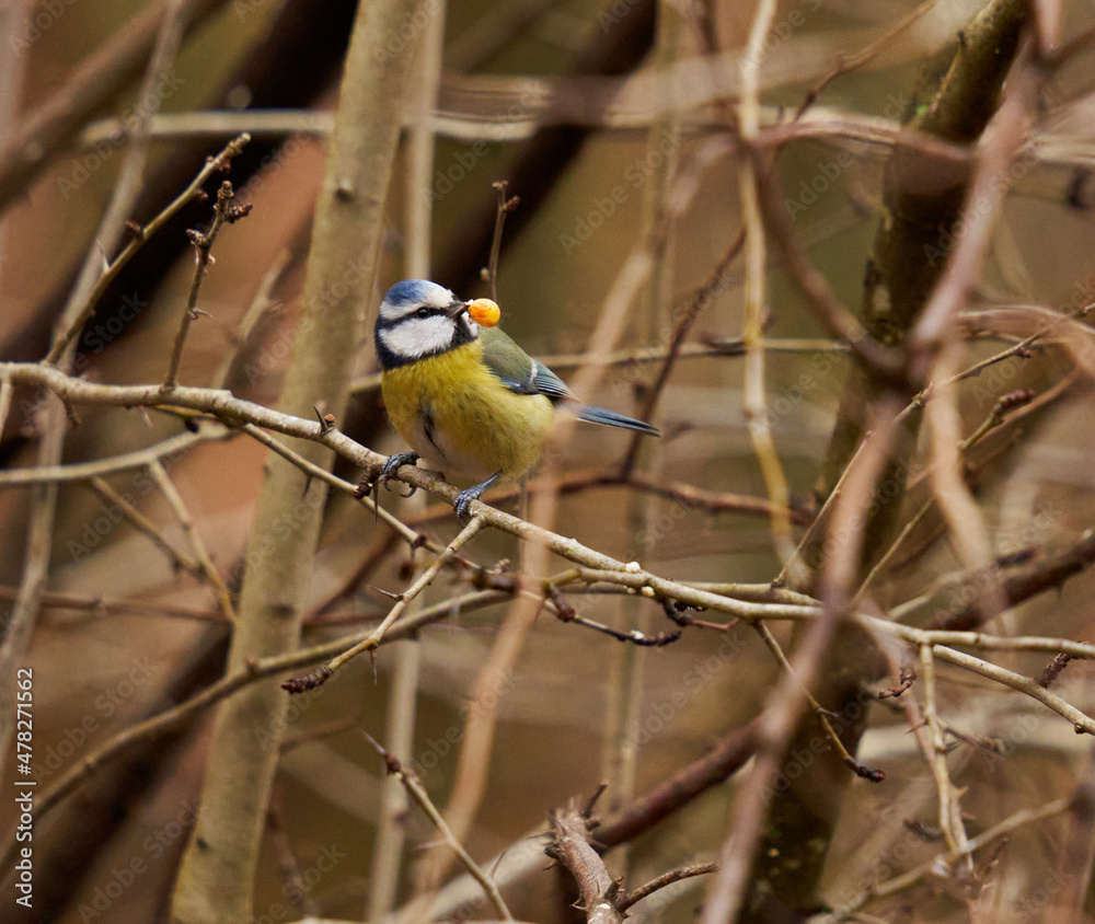 Obraz premium Blue tit in the forest