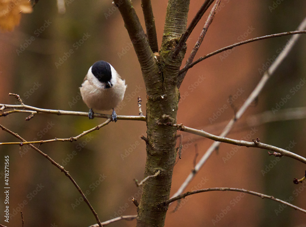 Obraz premium Grey tit perched in a tree