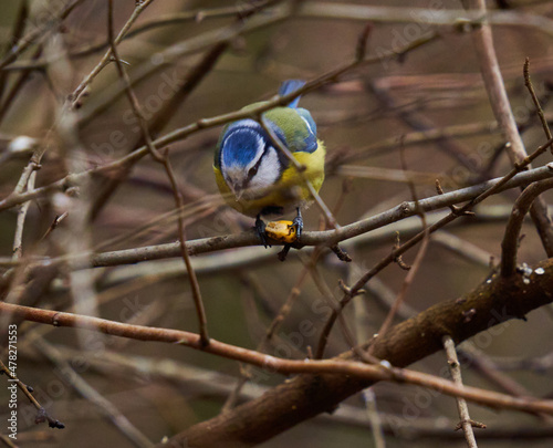 Blue tit in the forest