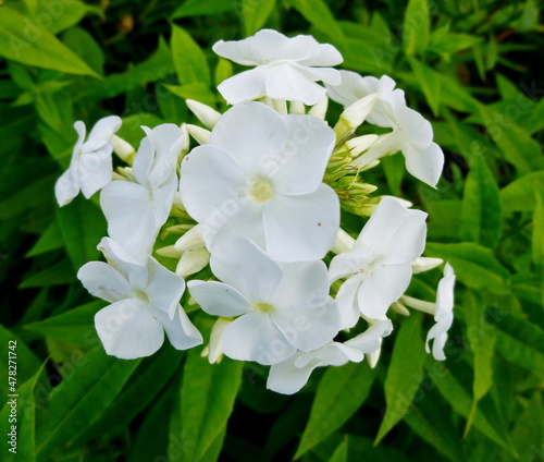 Phlox paniculata. White phlox flowers on a sunny day in a garden