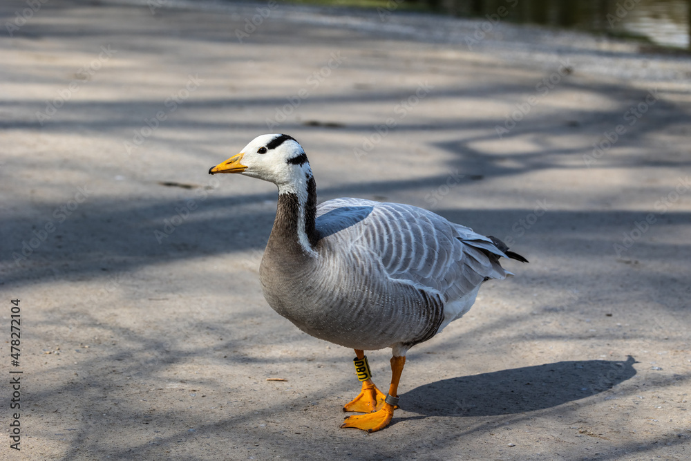 The bar-headed goose, Anser indicus seen in English Garden in Munich The bar-headed goose, Anser indicus seen in English Garden in Munich