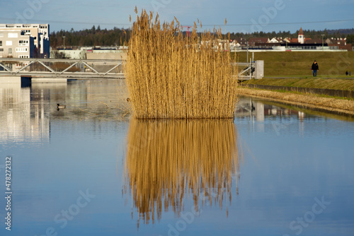 Public park with pond and yellow reed and bridge in the background on a sunny winter day at Zürich Glattbrugg. Photo taken December 31st, 2021, Zurich, Switzerland. photo