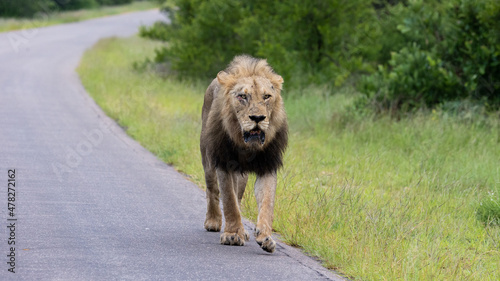 Mature black mane lion on the move © Jurgens