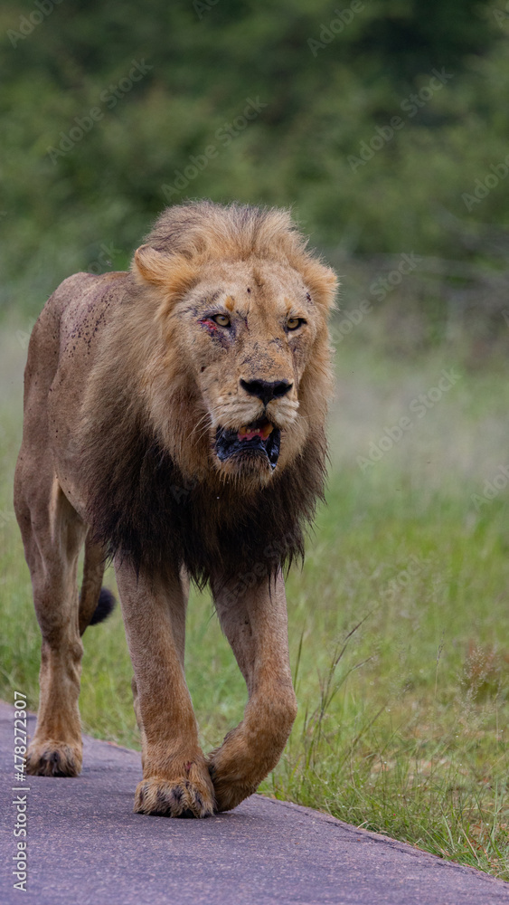 Mature black mane lion on the move Mature black mane lion on the move