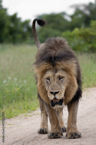 Mature black mane lion on the move