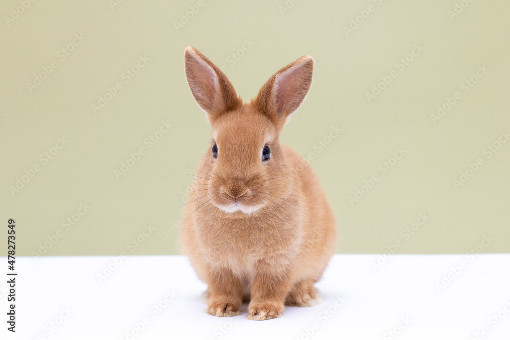 Red bunny rabbit portrait on background Red bunny rabbit portrait on background
