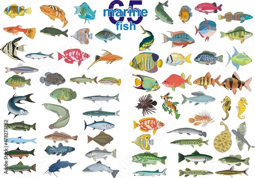 Set - 65 marine fish. Vector illustration on a transparent background