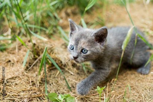 Cat, country life, kitten, stalking, sneaking, hunting © Szerencse