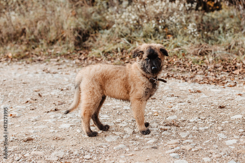 Chiot Berger Belge Tervuren