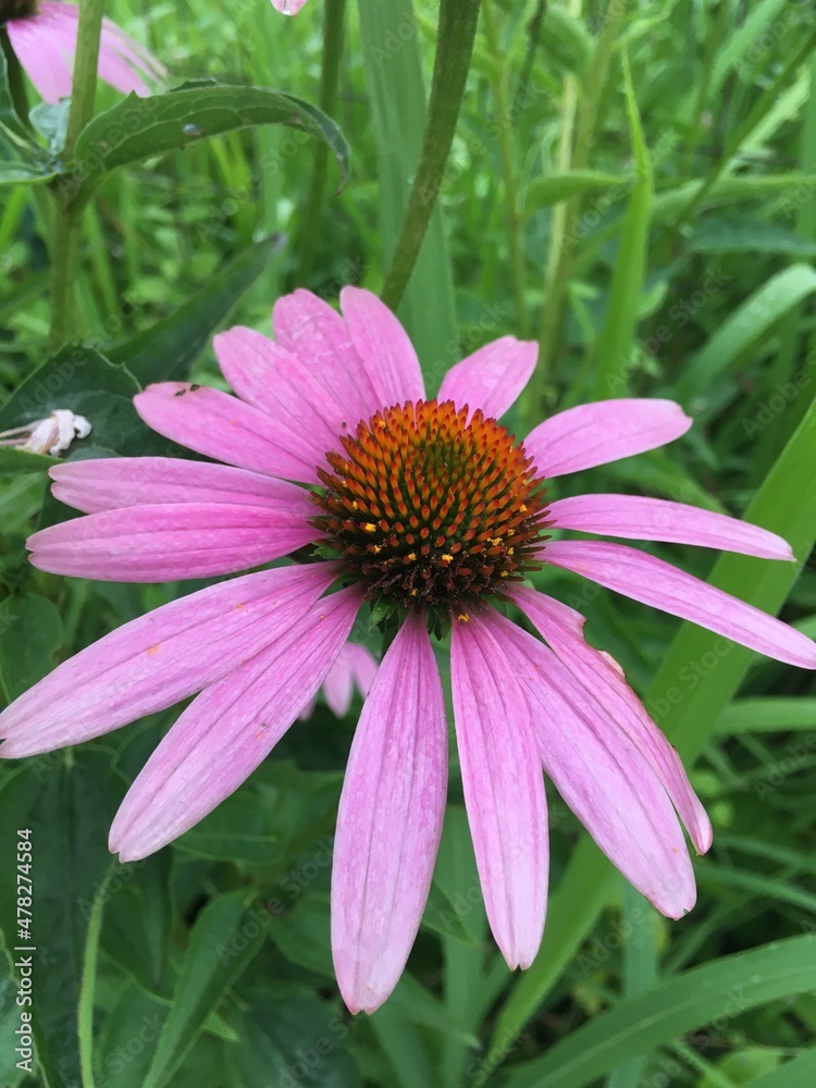 Obraz premium エキナセア 花