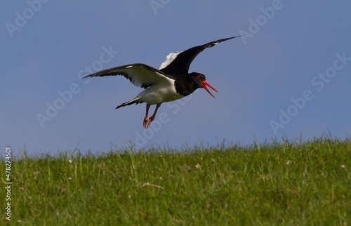 flying Eurasian oystercatcher 