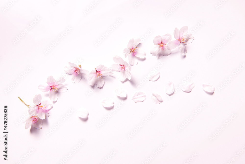 pink blossom pink blossom