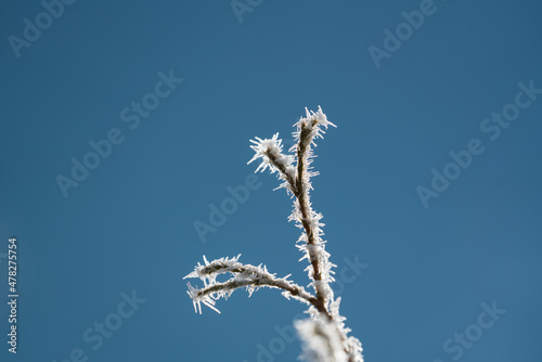 hoar frost on plants at a very cold winter day