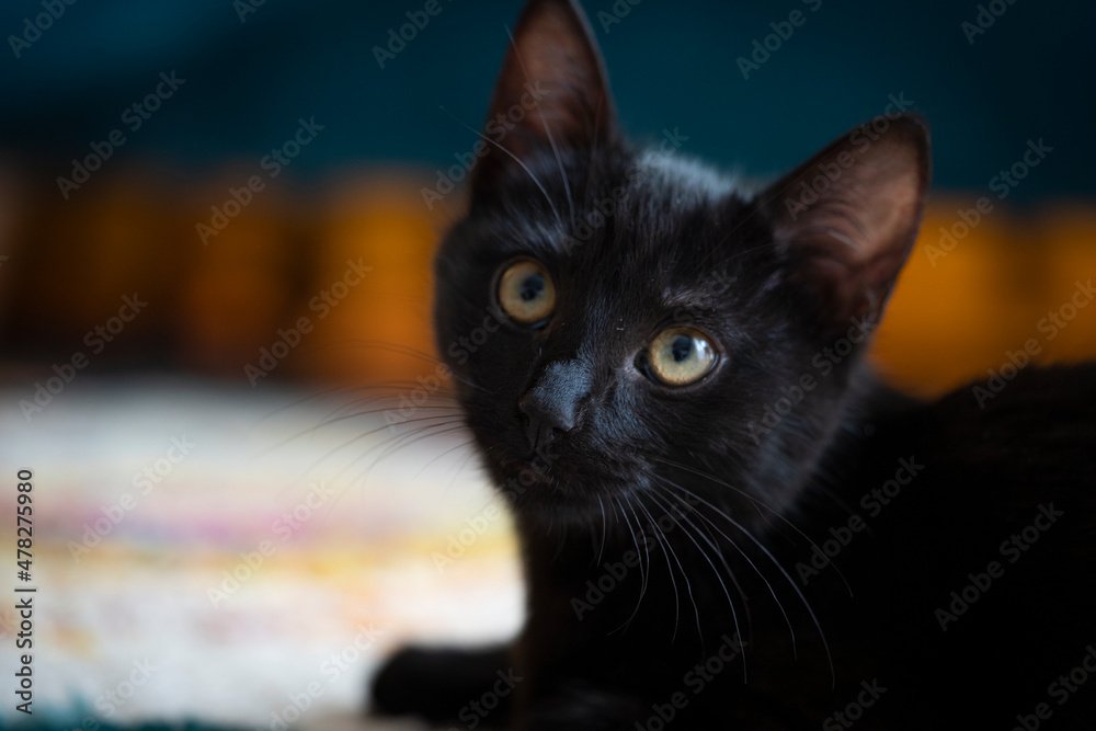 portrait of kitten portrait of kitten