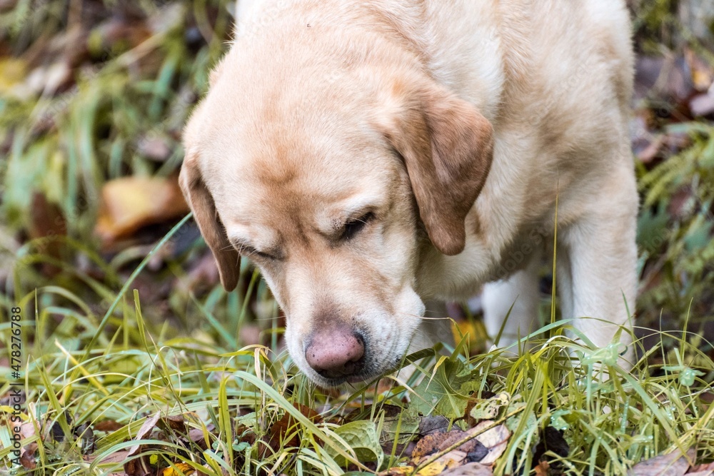 Retrato de un perro olfateando entre la hierba