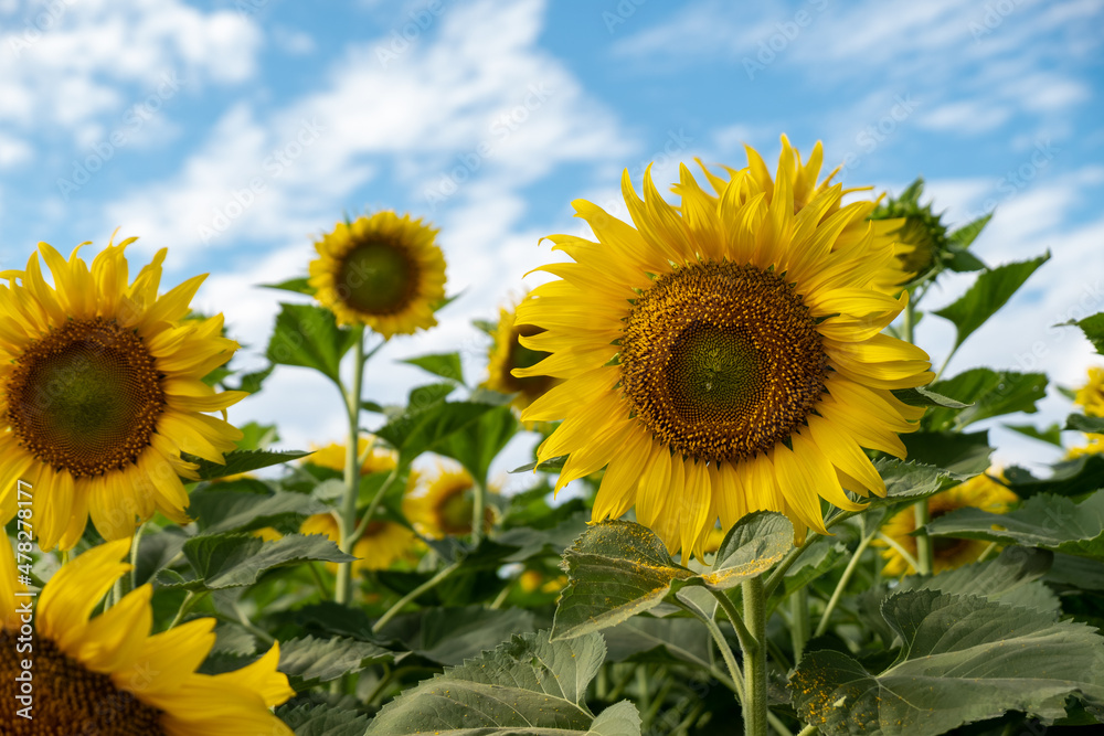 Beautiful Sunflower in the Garden.