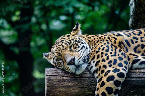 Photography Winking Jaguar