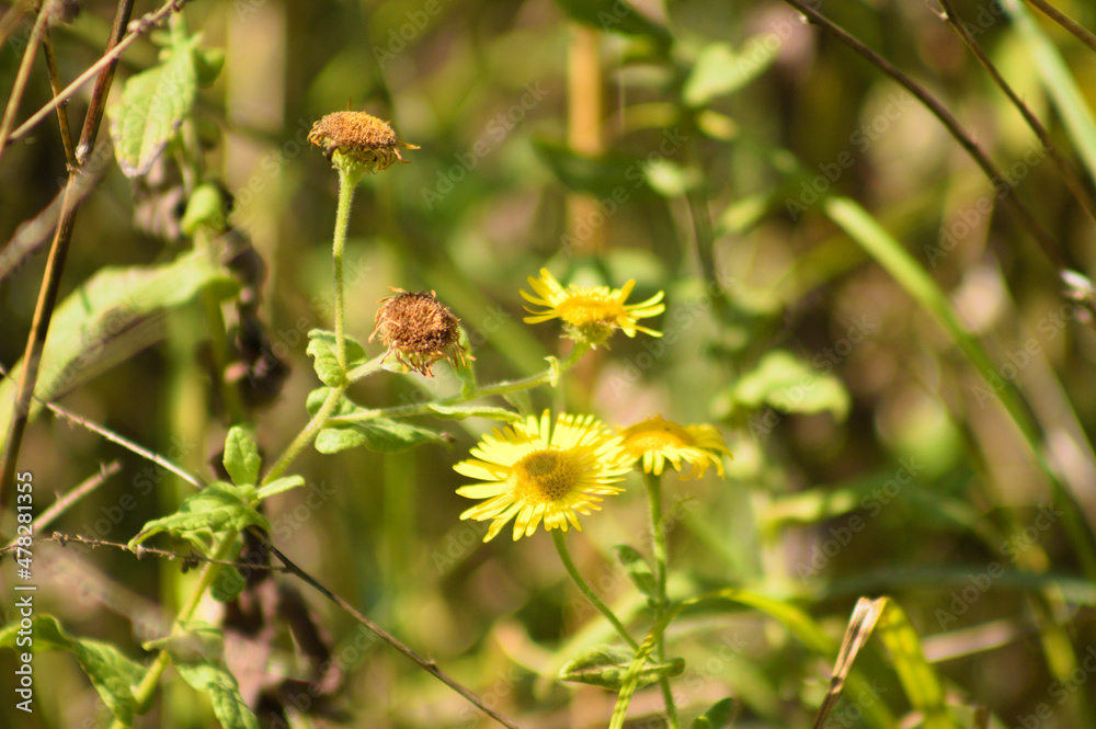 Common fleabane in bloom closeup with selective focus on foreground