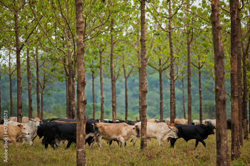 Cows in a rural paddock on straw with eucalyptus inside a farm in Brazil.