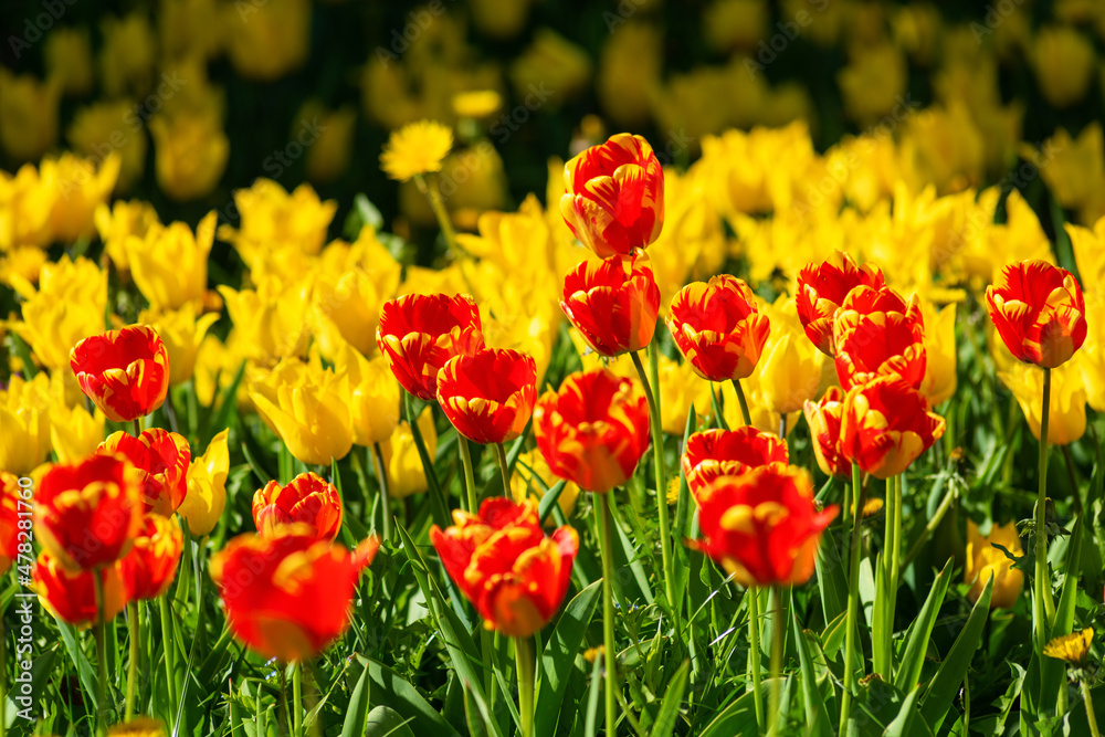 A flower bed of flowers of different shades.. A flower bed of flowers of different shades..