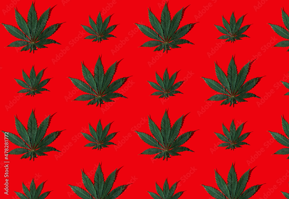 Pattern from green hemp leaves on a red background. Cannabis close-up. Green leaf. Pattern from green hemp leaves on a red background. Cannabis close-up. Green leaf.