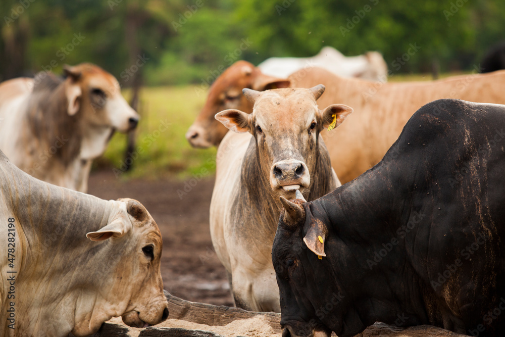 Cows in a rural paddock on straw with eucalyptus inside a farm in Brazil.