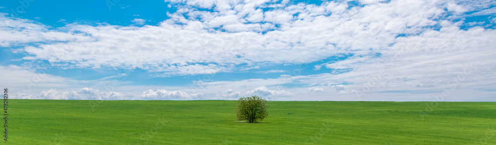 Obraz premium Summer landscape. Beautiful sky with clouds and lonely tree in the field, banner