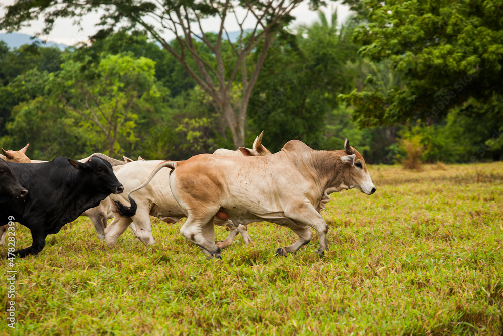 Cows in a rural paddock on straw with eucalyptus inside a farm in Brazil.