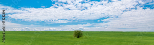 Summer landscape. Beautiful sky with clouds and lonely tree in the field, banner