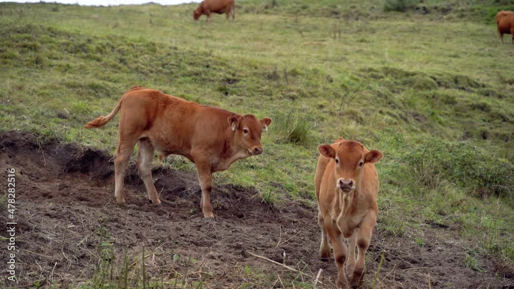 Panoramic view of two calves fighting each other on a green meadow. Horizontal view of brown cows isolated on green landscape in a meadow. Animals and nature concept. Panoramic view of two calves fighting each other on a green meadow. Horizontal view of brown cows isolated on green landscape in a meadow. Animals and nature concept.