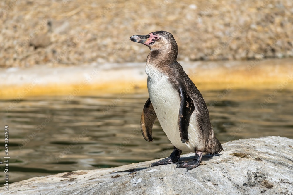 Obraz premium Lonely penguin in the zoological garden