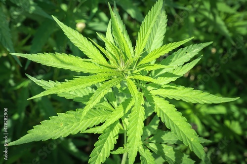 Fototapeta Naklejka Na Ścianę i Meble -  Marijuana plants - cannabis farm field