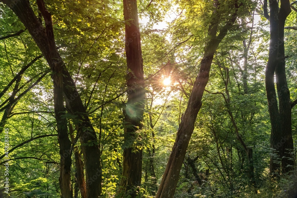 Fototapeta premium Forest of deciduous trees with the sunshine behind branches and