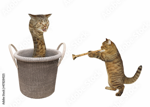 A beige cat snake is inside a knitting basket with handles. A snake charmer with a flute is near it. White background. Isolated. photo