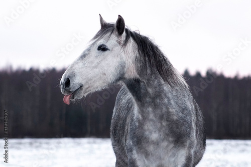 Obraz na płótnie Grey andalusian horse sticking a tongue out in the winter paddock. Animal portrait. w salonie