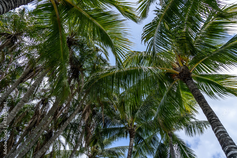 Obraz premium Coconut Palm tree on a blue sky, tropical island background. Travel holiday island nature card. Palm tree leaf on sky background. High quality photo