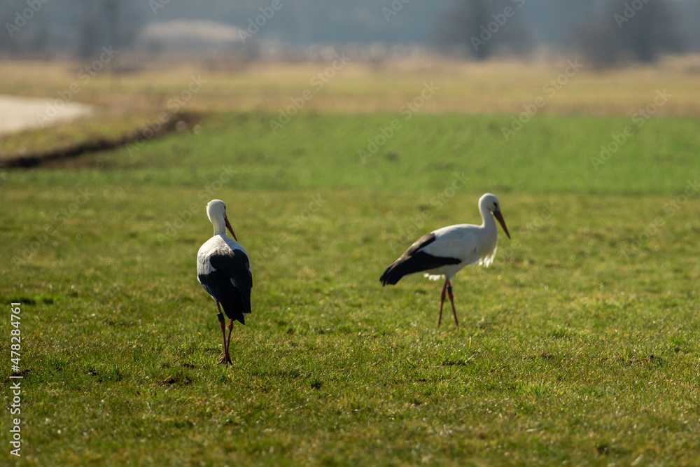 Two storks run across the green meadow Two storks run across the green meadow