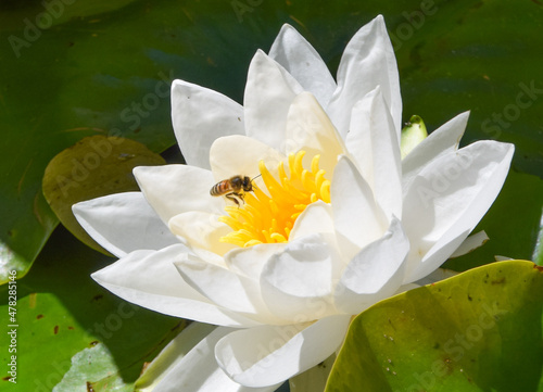 A bee pollinates a water lily flower in Germany