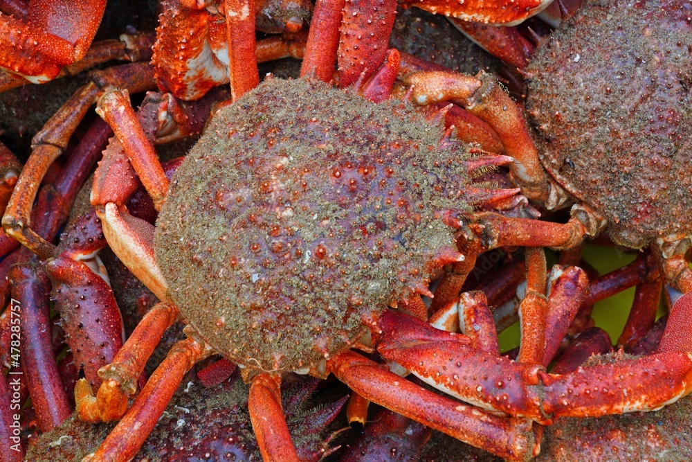 Sea spider crab for sale at a French seafood market in Brittany Stock