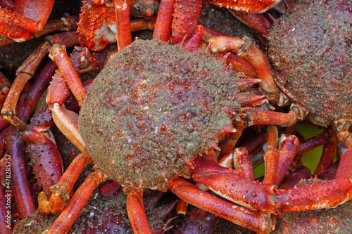 Sea spider crab for sale at a French seafood market in Brittany photo
